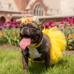 Cali - French Bulldog