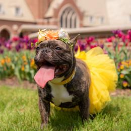 Cali - French Bulldog