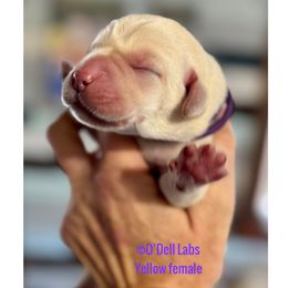 Girl 4 - Yellow female Labrador Retriever puppy in Sullivan, Missouri from O’Dell Labs