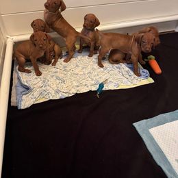 Girl 4 - Golden rust female Vizsla puppy in Lake City, Florida from Countryside Vizsla's
