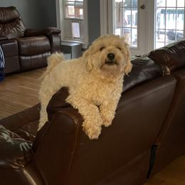 Havanese All Grown Up from Hashtag Havenese