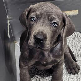 Rose - Blue female Great Dane puppy in Garner, North Carolina from Gentle Giant Danes, LLC