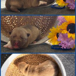 Franky - Red and white female Siberian Husky puppy in Canton, Ohio from Bleu Skies Siberian Huskies