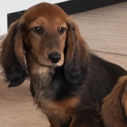 Kitty - Red female Dachshund puppy in Bluff City, Tennessee from Sidanelv Dachshunds