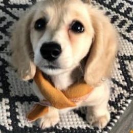 Dachshund Puppies from Triniti Dachshunds
