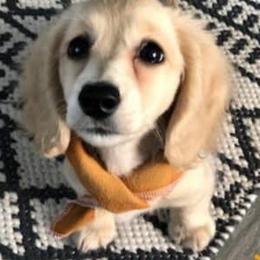 Dachshund Puppies from Triniti Dachshunds