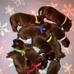 Labrador Retriever Puppies from Harvest Moon Farm