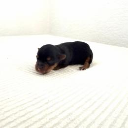 Bella - Black and tan female Yorkshire Terrier puppy in Carencro, Louisiana from Ledet’s Yorkies