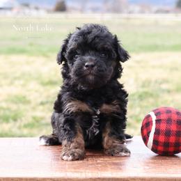 Brooke - Black female Miniature American Shepherd puppy in Hamilton, Montana from North Lake Aussies