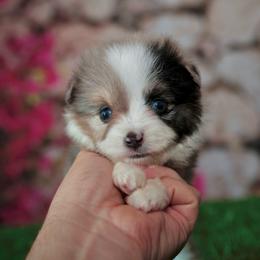 Shadow - Blue merle male Toy Australian Shepherd puppy in Georgetown, Texas from Minikin Manor