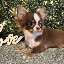 Apollo - Chocolate and tan male Chihuahua puppy in Northboro, Iowa from So Sweet Chihuahuas