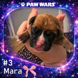 Mara - Fawn female Boxer puppy in Ocala, Florida from Bowers Boxers