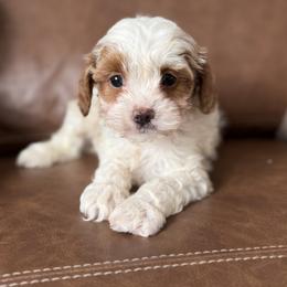 Weston - Blenheim male Cavapoo puppy in Bozrah, Connecticut from Cedar Creek Farm
