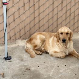 Misha - Golden Retriever