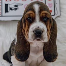 Basset Hounds from A&J's Backyard Bassets