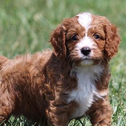 Cavapoos, Poodles, and Springerdoodles from Sugarland Puppies