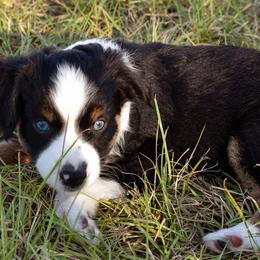 Miniature Australian Shepherd Puppies from Knockout Aussies