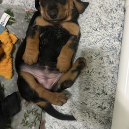 Basset Hound Puppies from Jenna Kuegel