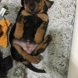 Basset Hound Puppies from Jenna Kuegel