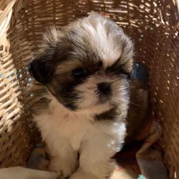 Girl 1 Goldie - Gold and white female Shih Tzu puppy in Chipley, Florida from Shih Tzu Babies