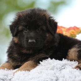 Green - Black and red German Shepherd puppy in El Dorado, California from von den Bären Shepherds