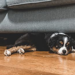 Miniature Australian Shepherd Puppies from The Kelley Crew