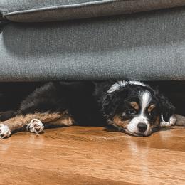 Miniature Australian Shepherd Puppies from The Kelley Crew