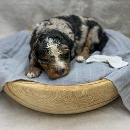 Blaze - Merle male Bernedoodle puppy in Williamson, New York from Lakeside Doodles