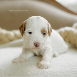 Hazelnut - Parti female Goldendoodle puppy in Hiddenite, North Carolina from Rose and Reid Doodles