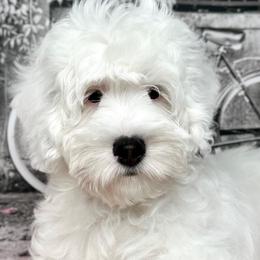 Girl 4 - Chalk female Australian Labradoodle puppy in Kentucky from Bluegrass Country Labradoodles