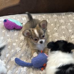 Violet - Chocolate sabled fawn female Chihuahua puppy in East Syracuse, New York from Blissful’s Chihuahuas