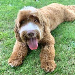 Parson - Australian Labradoodle