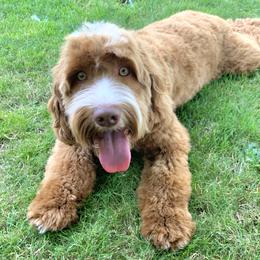 Parson - Australian Labradoodle