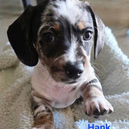 Hank - Dapple male Dachshund puppy in Buckeye, Arizona from Sweetwater Dachshunds