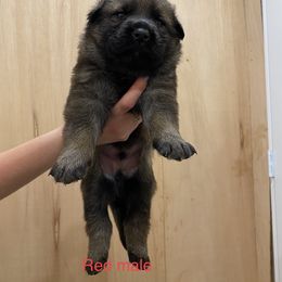 German Shepherd Puppies from Vom Jazzigen Haus