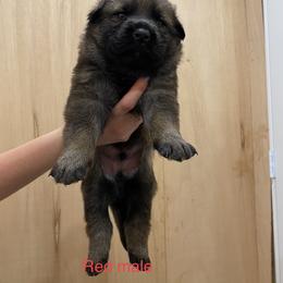 German Shepherd Puppies from Vom Jazzigen Haus