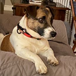 Jack Russell Terrier puppies from Shelby Burleson's Golden Retrievers and Jack Russell Terriers