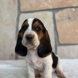 Penny - Black brown and white female Basset Hound puppy in Yarnell, Arizona from Boulder Oak Bassets