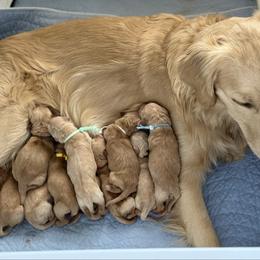 Boy - Golden male Golden Retriever puppy in Golden, Colorado from Legacy Retriever Project