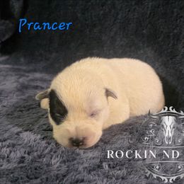 Prancer - Blue female Australian Cattle Dog puppy in Silsbee, Texas from Rockin ND Ranch