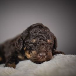 Scout - Brown male Poodle puppy in Caldwell, Idaho from Boise Doodle Co.