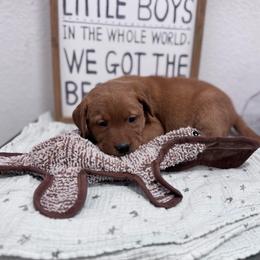 Olaf - Yellow male Labrador Retriever puppy in Carlsbad, New Mexico from ECMO Farm Dalmatians & Labrador Retrievers