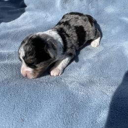 Blue Merle female - Blue merle female Aussiedoodle puppy in Hillsboro, Illinois from Shoal Creek Puppies