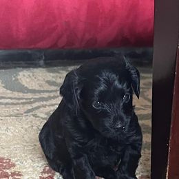 Poodles, Yorkipoos, and Yorkshire Terriers from All My Pooches