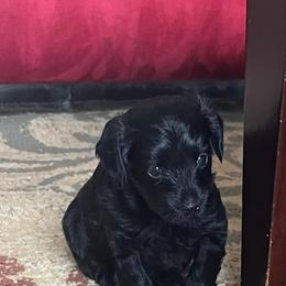 Poodles, Yorkipoos, and Yorkshire Terriers from All My Pooches