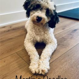 Pepper - Goldendoodle