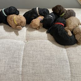 Goldendoodle Puppies from Brighton Doodles