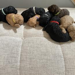 Goldendoodle Puppies from Brighton Doodles