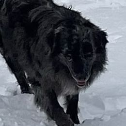 Slash - Australian Shepherd