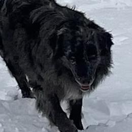 Slash - Australian Shepherd